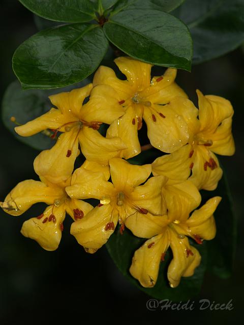 Rhodo macregoriae x laetum.JPG